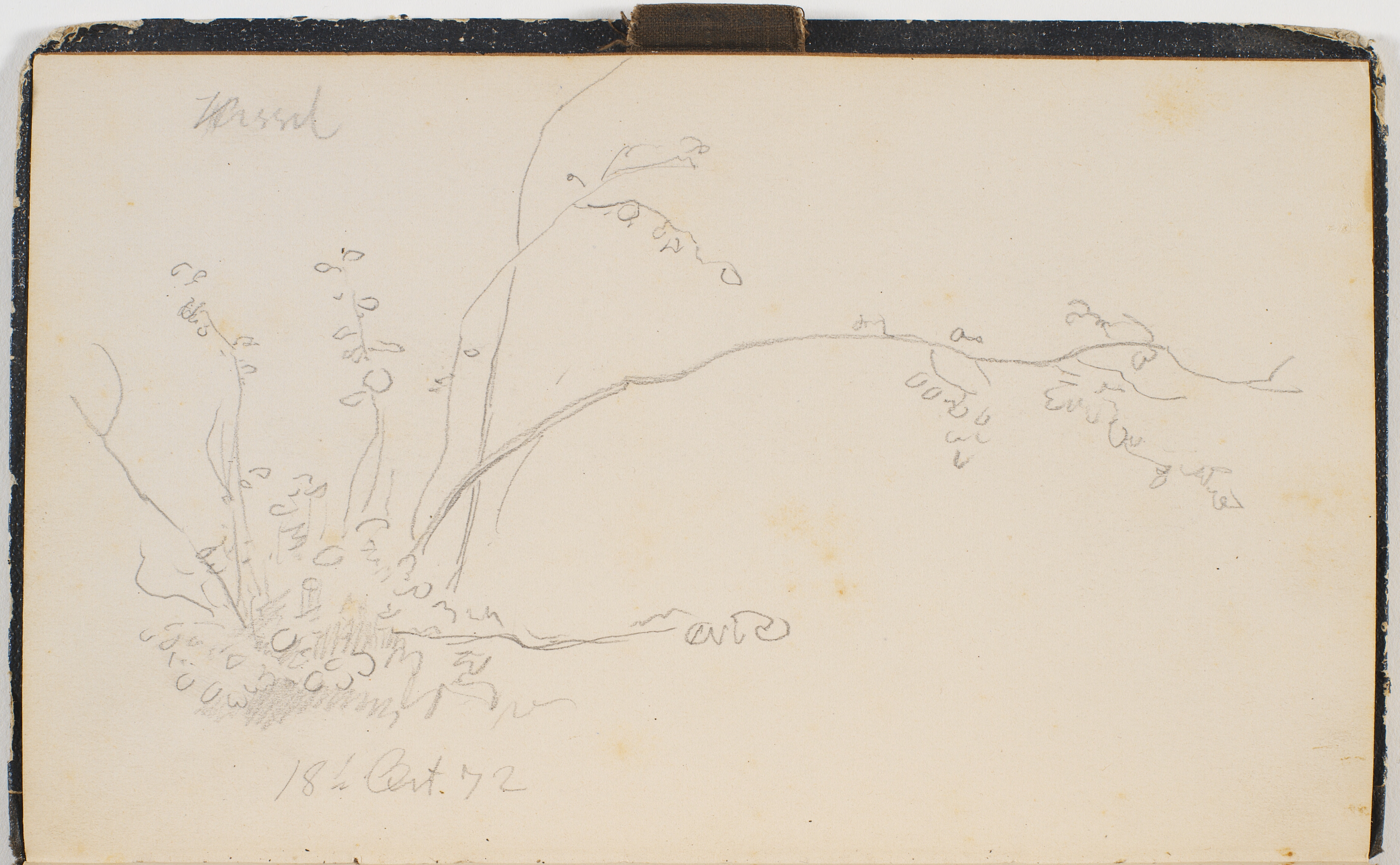 Spinkle grene der vokser ud fra en lille busk